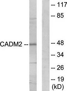 CADM2 Antibody
