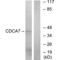 CDCA7 antibody