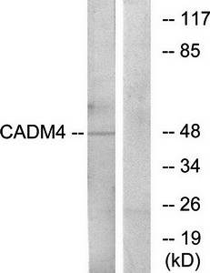 CADM4 Antibody