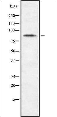 CDH10 antibody