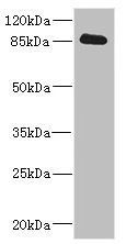 CDH10 antibody