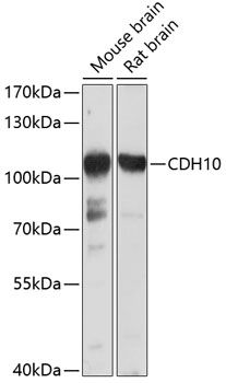 CDH10 antibody