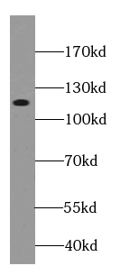 CDH10-specific antibody
