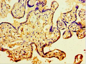 CDH11 Antibody