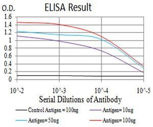 CDH11 Antibody