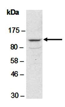 CDH15 antibody