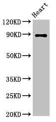 CDH15 antibody