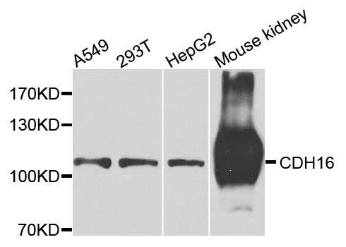 CDH16 antibody