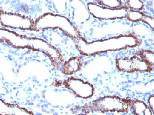 Ksp-Cadherin (Kidney-Specific Cadherin) / CDH16 Antibody