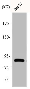 CDH19 Antibody
