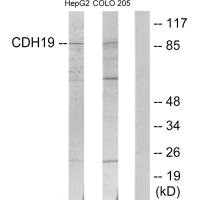 CDH19 antibody