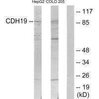 CDH19 Antibody