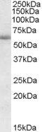 Goat anti-CDH23 / USH1D Antibody