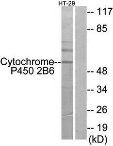 CDH24 antibody