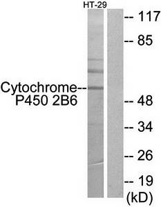 Cytochrome P450 2B6 Antibody
