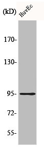 CDH26 antibody