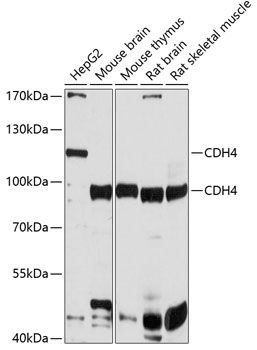 CDH4 antibody