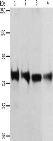 CDH6 antibody