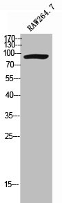 CDH8 antibody