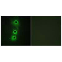 CDH8 Antibody