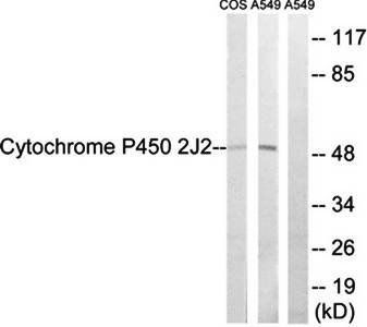 Cytochrome P450 2J2 Antibody