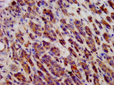 CDH9 Antibody