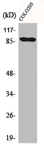 CDH9 Antibody
