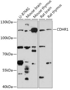 CDHR1 antibody