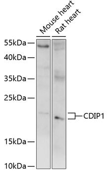 CDIP1 antibody