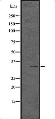 Cdk1/2 (Phospho-T14) antibody