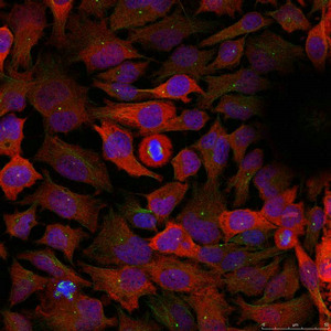 CDK1 (Ab-15) Antibody