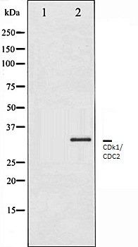 CDk1/CDC2 antibody