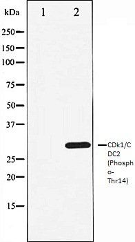 CDk1/CDC2 (Phospho-Thr14) antibody