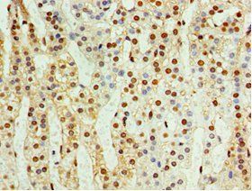 CDK10 Antibody