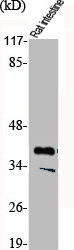 CDK10 antibody