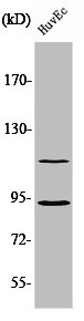 CDK11B antibody