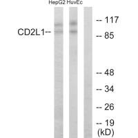 CDK11B antibody