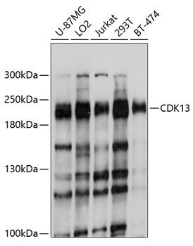 CDK13 antibody