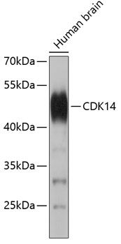 CDK14 antibody