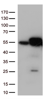 CDK15 Antibody