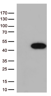 CDK15 Antibody