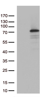 CDK15 Antibody