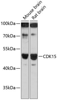 CDK15 antibody