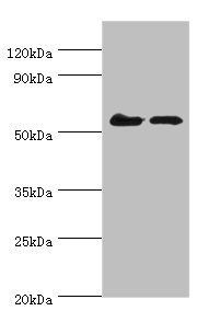 CDK16 antibody