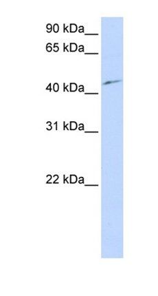 CDK18 antibody