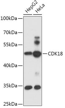 CDK18 antibody