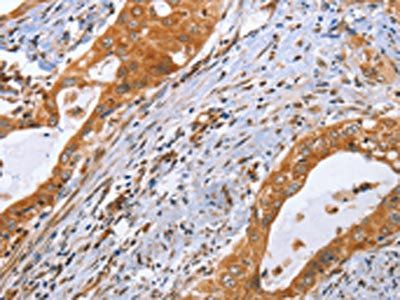 CDK19 Antibody