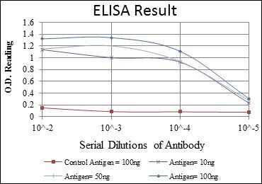 CDK1 Antibody