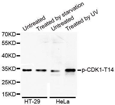 CDK1 (phospho-T14) antibody