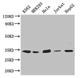 CDK2 Antibody